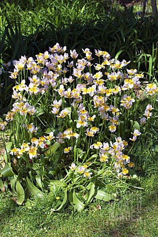 TULIPA_SAXATILIS_NATURALISED_IN_GRASS_APRIL