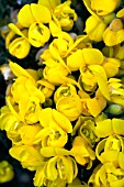 ULEX EUROPAEUS FLORE PLENO, DOUBLE GORSE