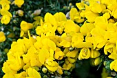 ULEX EUROPAEUS FLORE PLENO