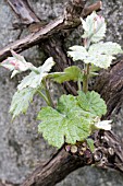 VITIS VINIFERA DUSTY MILLER, ORNAMENTAL VINE, SPRING SHOOTS