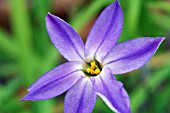 IPHEION FROYLE MILL