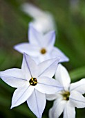 IPHEION UNIFLORA WISLEY BLUE