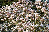 MAGNOLIA X SOULANGEANA