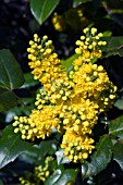 MAHONIA PINNATA