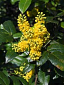 MAHONIA PINNATA