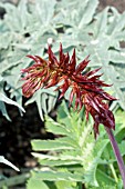 MELIANTHUS MAJOR, HONEY BUSH