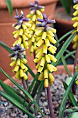 MUSCARI MACROCARPUM GOLDEN FRAGRANCE