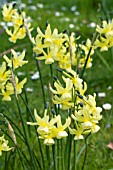 NARCISSUS HAWERA NATURALISED IN GRASS