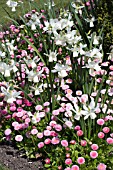 NARCISSUS CURLEW & BELLIS PERENNIS STRAWBERRY & CREAM