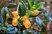 NEMATANTHUS GREGARIUS (AGM)