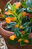 NEMATANTHUS GREGARIUS, TROPICAL POT PLANT