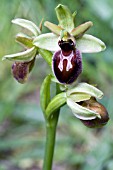 OPHYRS SPHEGODES, EARLY SPIDER ORCHID