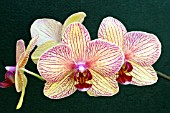 PHALAENOPSIS BALDENS KALEIDOSCOPE, TENDER MOTH ORCHID