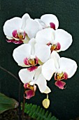 PHALAENOPSIS HAPPY GIRL, TENDER MOTH ORCHID