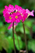 PRIMULA ROSEA GRANDIFLORA