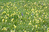 PRIMULA VERIS, COWSLIP MEADOW