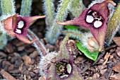 ASARUM CANADENSE