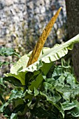 DRANUNCULUS VULGARIS, LIME GREEN FORM