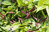 LATHYRUS VERNUS, BITTER SPRING VETCH, SEEDPODS, APRIL