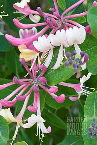 LONICERA_PERICYLEMENUM_SEROTINA