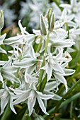 ORNITHOGALUM NUTANS