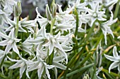 ORNITHOGALUM NUTANS, HARDY BULB, APRIL