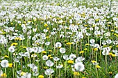 TARAXICUM OFFICINALE, DANDELION MEADOW, APRIL