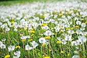 TARAXICUM OFFICINALE, DANDELION MEADOW, APRIL