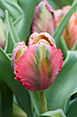 TULIPA FAVOURITE, PARROT TULIP, APRIL