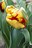 TULIPA FLAME, PARROT TULIP, APRIL