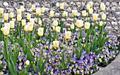 VIOLA SORBET YELLOW FROST & TULIPA SWEET HARMONY, SPRING BEDDING SCHEME
