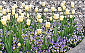 VIOLA SORBET YELLOW FROST & TULIPA SWEET HARMONY, SPRING BEDDING SCHEME