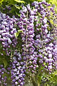 WISTERIA FLORIBUNDA BLACK DRAGON, DOUBLE WISTERIA