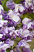 WISTERIA FLORIBUNDA BLACK DRAGON, DOUBLE WISTERIA