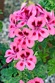 PELARGONIUM BRUNSWICK, SCENTED-LEAF TYPE