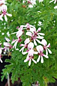 PELARGONIUM CANDY DANCER, (SCENTED LEAF PELARGONIUM)