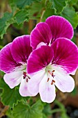 PELARGONIUM CAPTAIN STARLIGHT, ANGEL TYPE