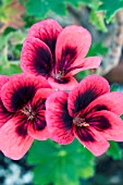 PELARGONIUM CRIMSON UNIQUE, UNIQUE TYPE