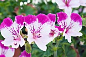 PELARGONIUM FAIRY ORCHID, ANGEL TYPE