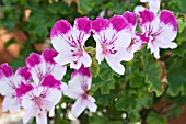 PELARGONIUM FAIRY ORCHID, ANGEL TYPE