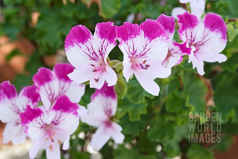 PELARGONIUM_FAIRY_ORCHID_ANGEL_TYPE