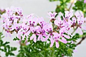 PELARGONIUM HERMANUS SHOW, SCENTED-LEAF TYPE