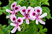 PELARGONIUM LEMON FANCY, SCENTED-LEAF TYPE