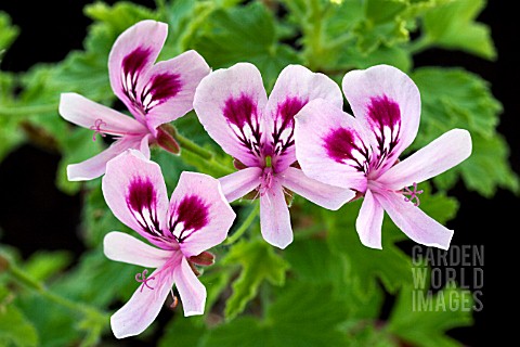 PELARGONIUM_LEMON_FANCY_SCENTEDLEAF_TYPE