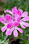 PELARGONIUM PINK CAPRICORN, SCENTED-LEAF TYPE