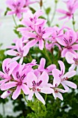 PELARGONIUM PRINCE OF ORANGE, SCENTED-LEAF TYPE