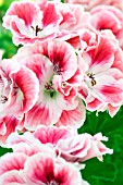 PELARGONIUM PRINCESS OF WALES, REGAL TYPE