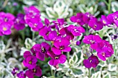 AUBRETIA DELTOIDEA NANA VARIEGATA, DWARF PERENNIAL