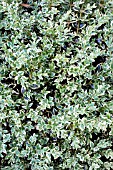 BUXUS SEMPERVIVENS ELEGANTISSIMA, VARIEGATED BOX