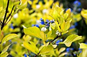 CORNUS ALBA AUREA & PENTAGLOTTIS  SEMPERVIVENS